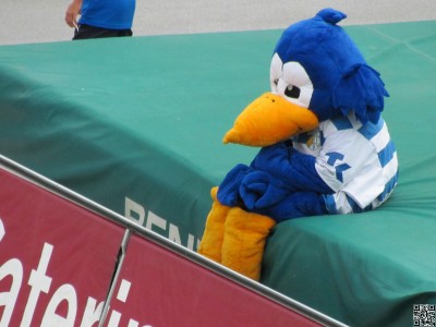 Fiter Vogel
