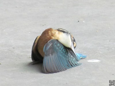 Toter Vogel
